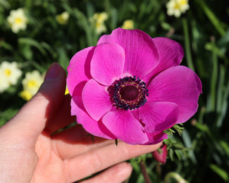 Anemone 'Mistral® Fucsia'
