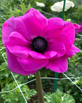 Anemone 'Mistral® Fucsia'