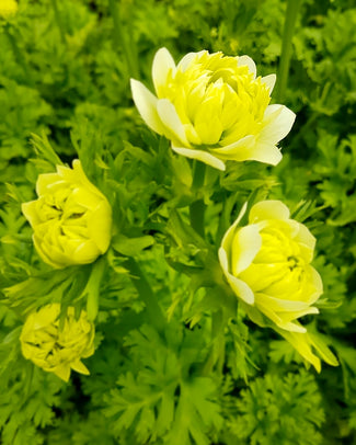 Anemone 'Fullstar Albino'