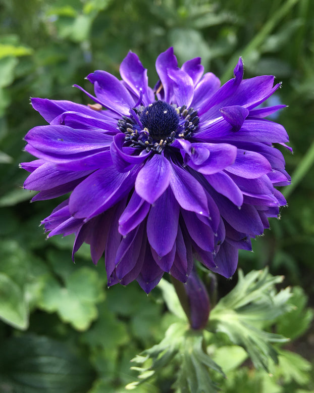 Anemone 'Fullstar Blue'