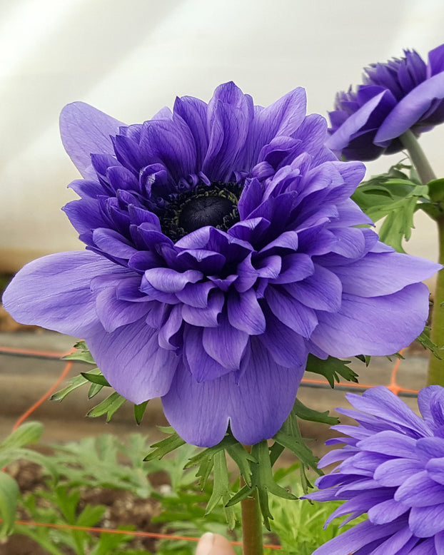 Anemone 'Fullstar Blue'
