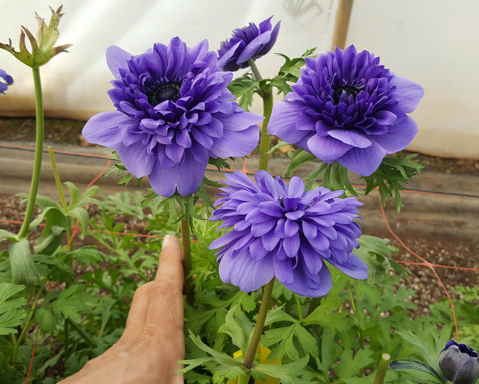 Anemone 'Fullstar Blue'