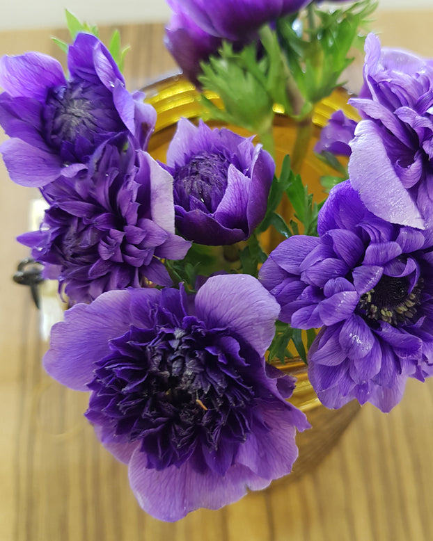 Anemone 'Fullstar Blue'