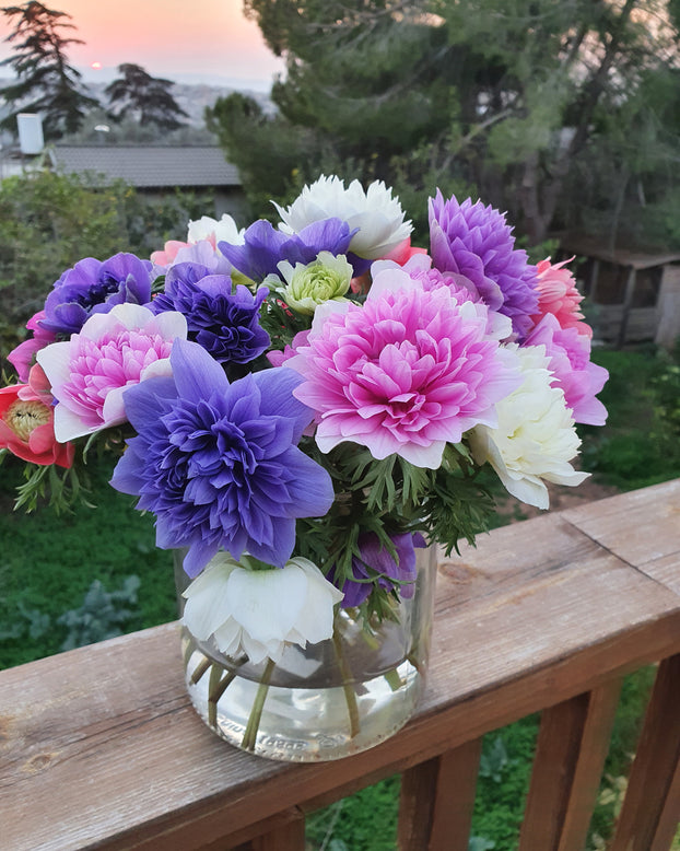 Anemone 'Fullstar Mix'