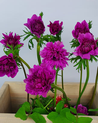 Anemone 'Fullstar Pink'