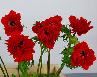 Anemone 'Fullstar Red'