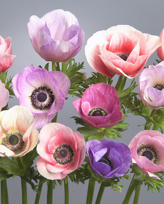 Anemone 'Galilee Pastel Mix'