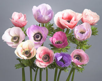 Anemone 'Galilee Pastel Mix'