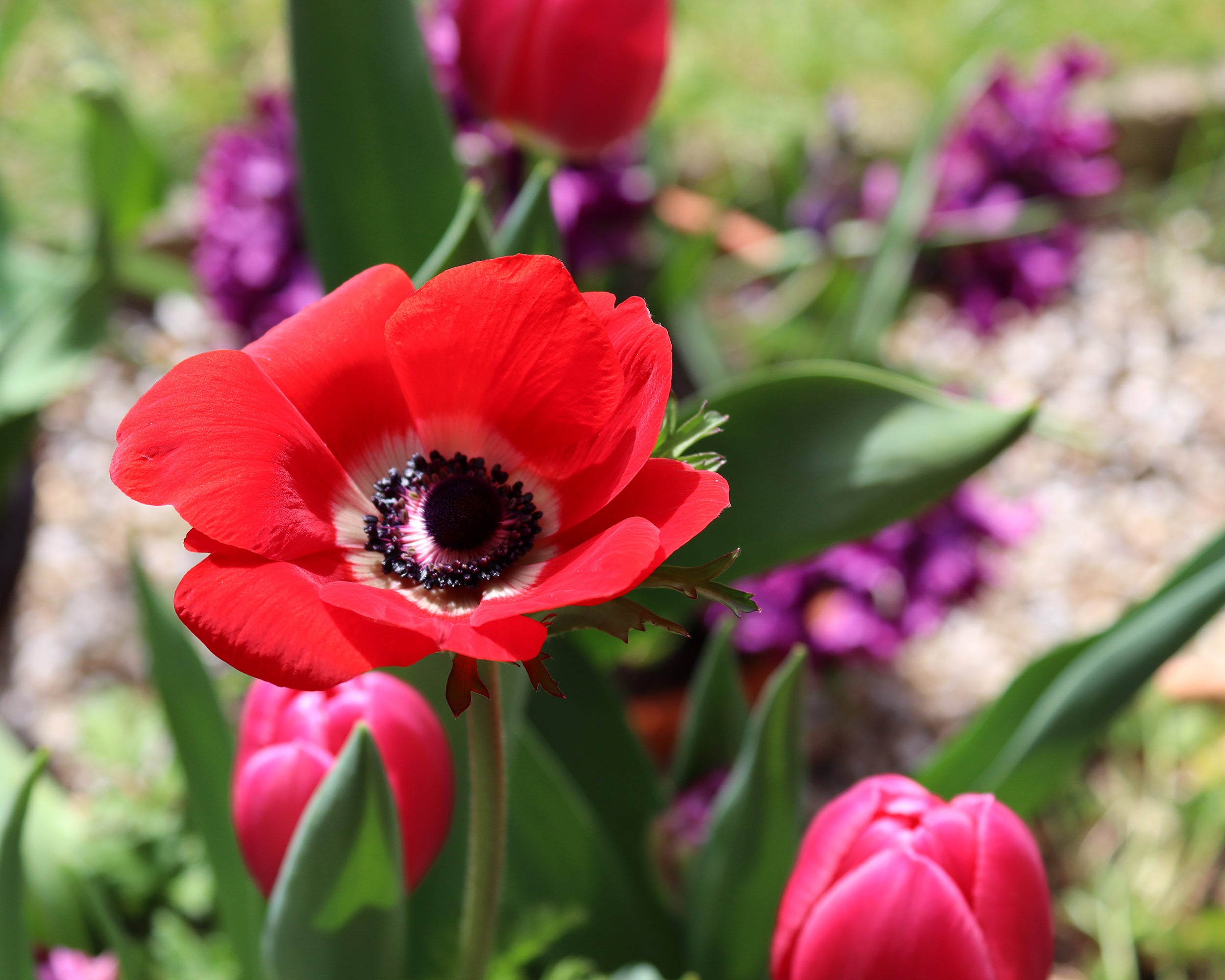 Bulbi Anemone Hollandia - Confezione Da 20 Bulbi, Fiori Rossi Con Centro Nero, Per Aiuole E Vasi - Foto 8