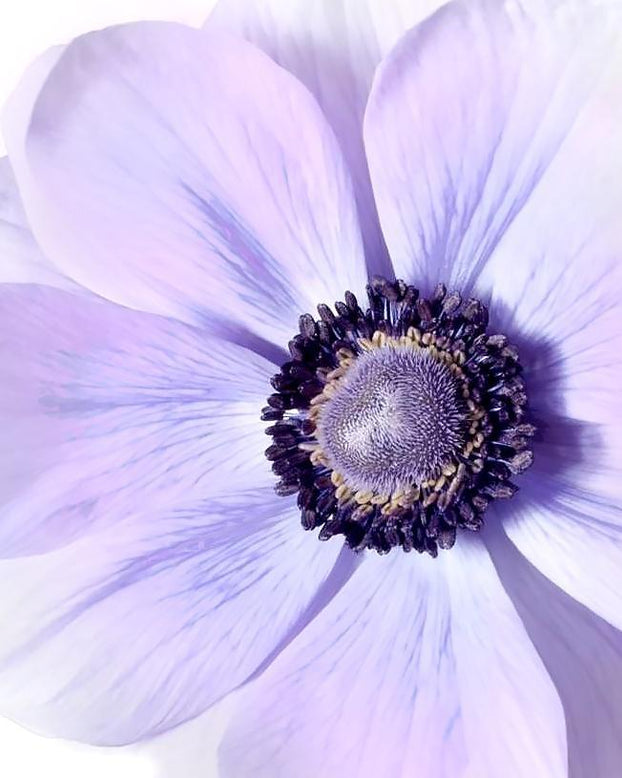 Anemone 'Mistral® Azzurro'