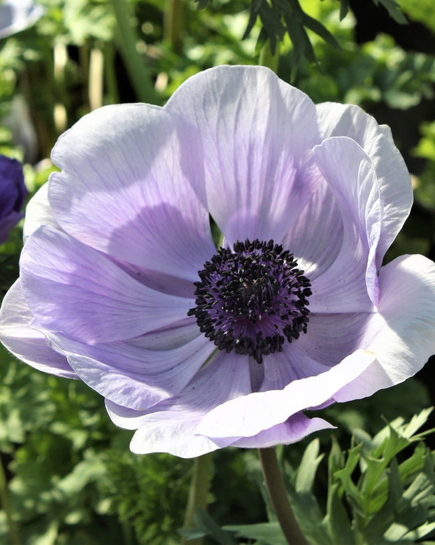 Anemone 'Mistral® Azzurro'