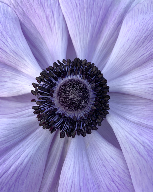 Anemone 'Mistral® Azzurro'