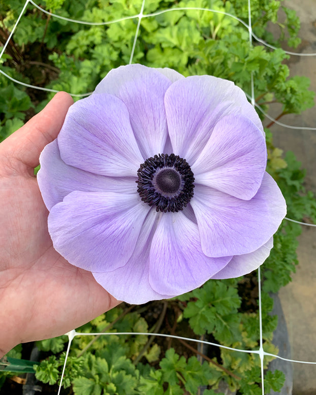 Anemone 'Mistral® Azzurro'