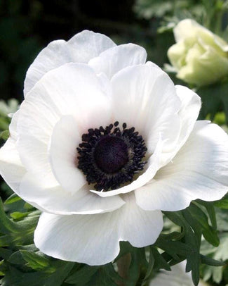 Anemone 'Mistral® Bianco Centro Nero'