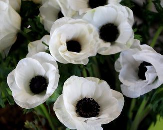 Anemone 'Mistral® Bianco Centro Nero'