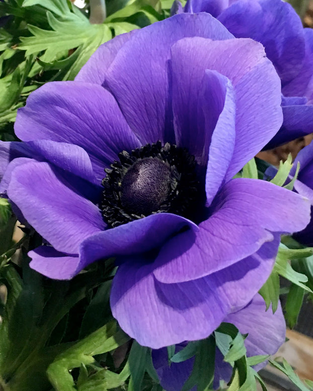 Anemone 'Mistral® Blu'