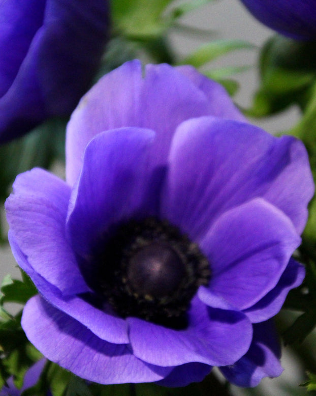 Anemone 'Mistral® Blu'