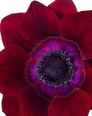 Anemone 'Mistral® Bordeaux'