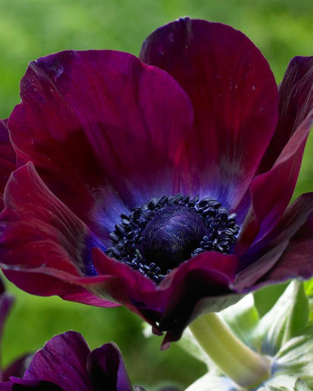 Anemone 'Mistral® Vinato'