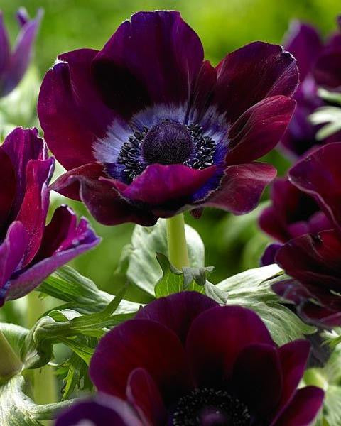 Anemone 'Mistral® Vinato'