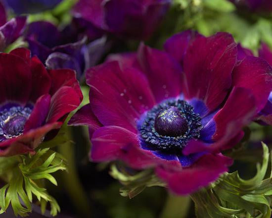 Anemone 'Mistral® Vinato'