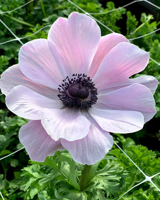 Anemone 'Mistral® Rarity'