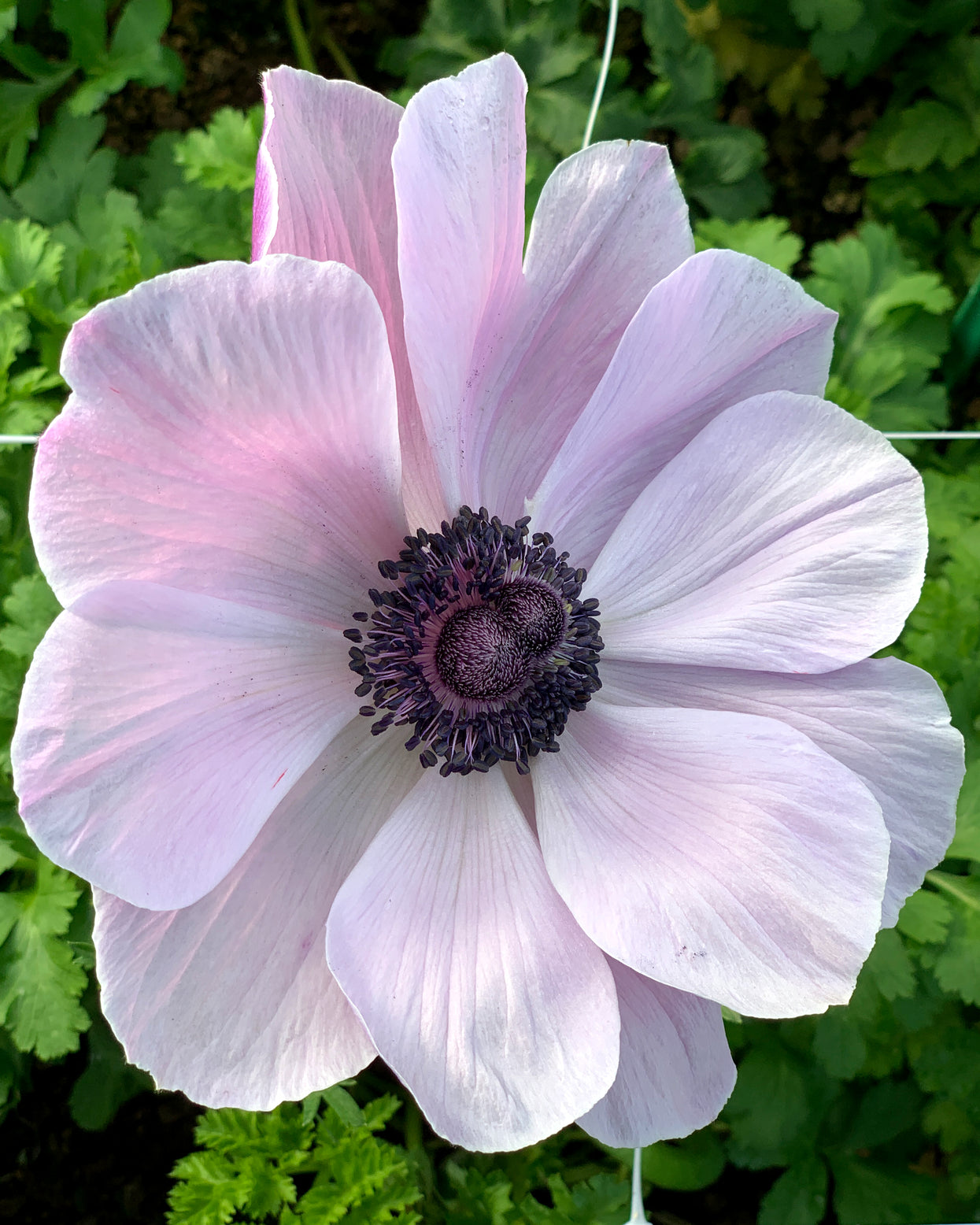 Italian Anemone 'Mistral® Rarity' — Buy online at Farmer Gracy UK