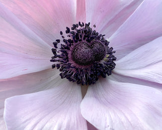 Anemone 'Mistral® Rarity'