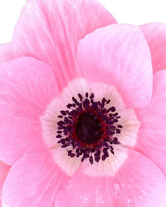 Anemone 'Mistral® Rosa Chiaro'