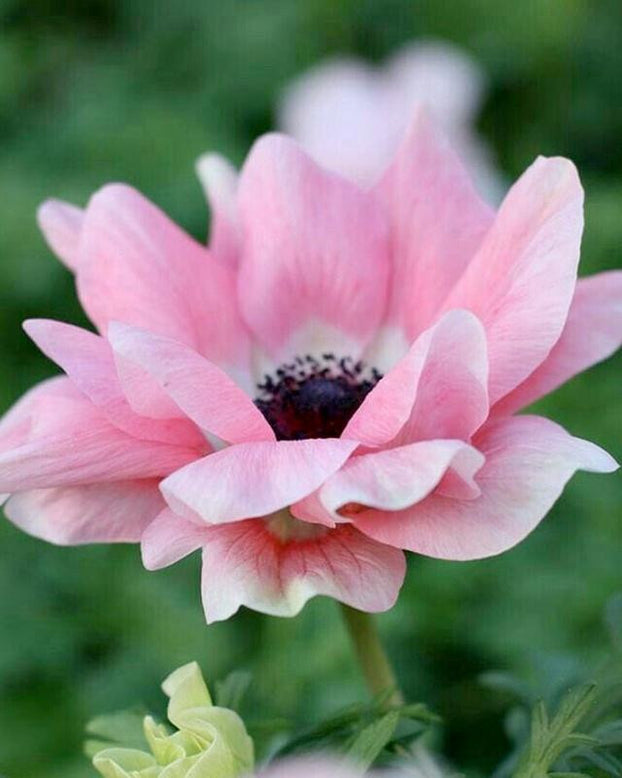 Anemone 'Mistral® Rosa Chiaro'