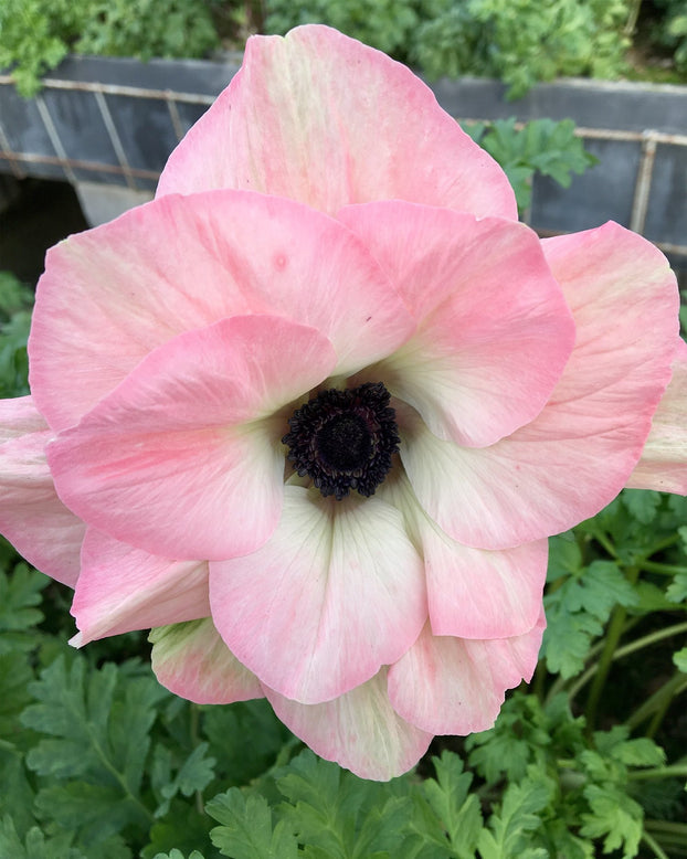 Anemone 'Mistral® Rosa Chiaro'