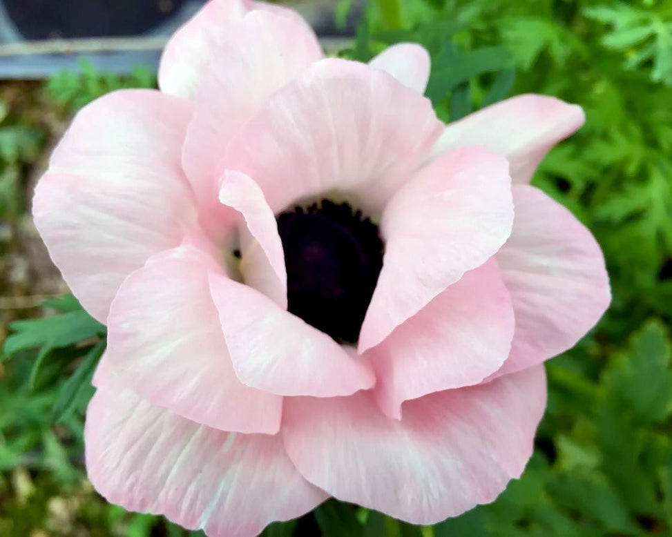Anemone 'Mistral® Rosa Chiaro'