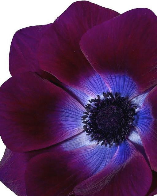 Anemone 'Mistral® Vinato'