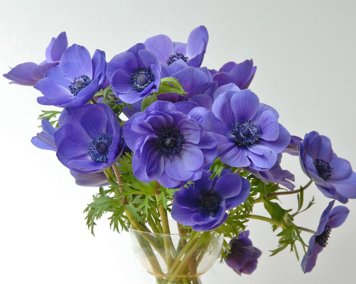 Flower BulbsMr Fokker Bulbs UK - 2