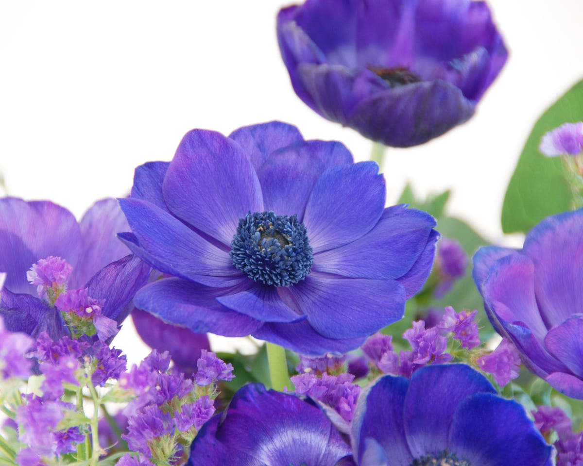 Flower BulbsMr Fokker Bulbs UK - 5