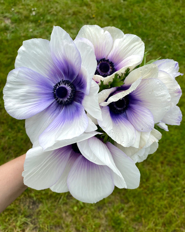 Anemone 'Rainbow Blue & White'