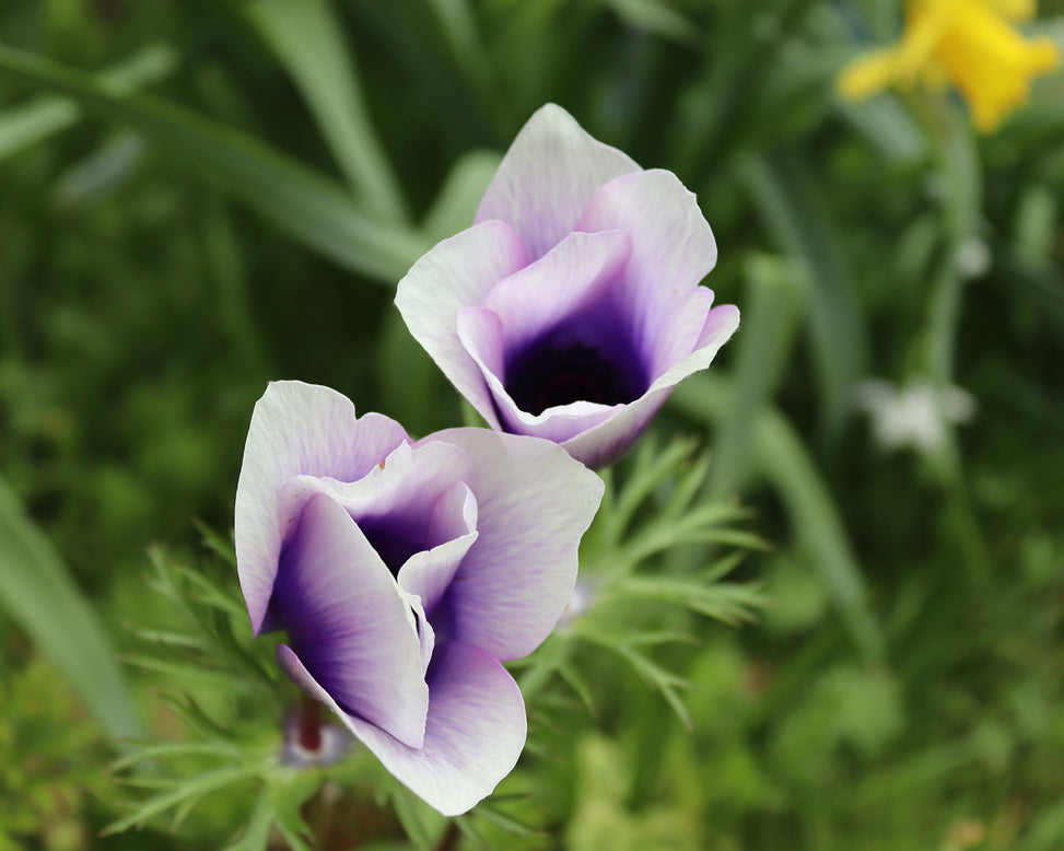 Anemone 'Rainbow Blue & White'