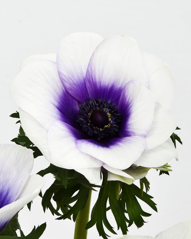 Anemone 'Rainbow Blue & White'