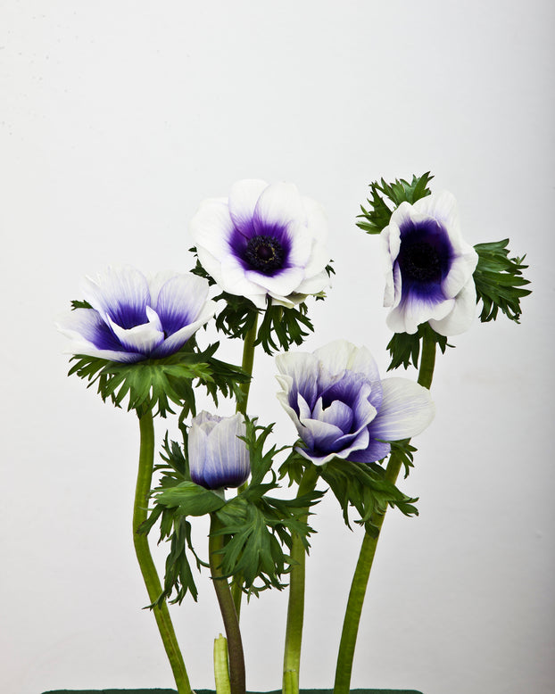 Anemone 'Rainbow Blue & White'