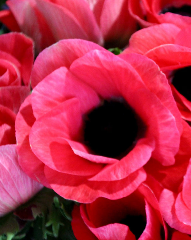 Anemone 'Mistral® Rosa Shocking'