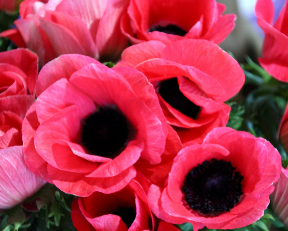 Anemone 'Mistral® Rosa Shocking'