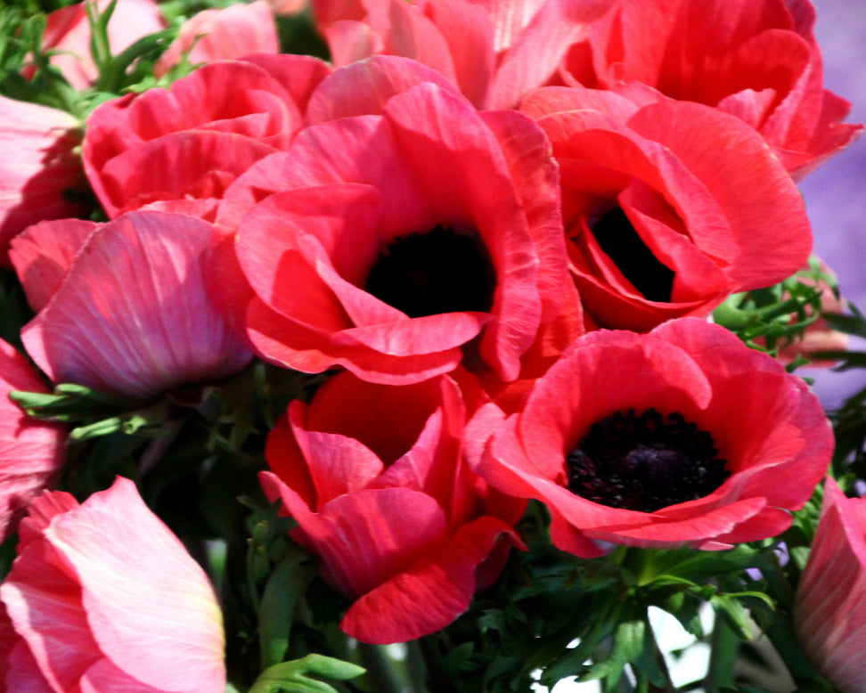 Anemone 'Mistral® Rosa Shocking'