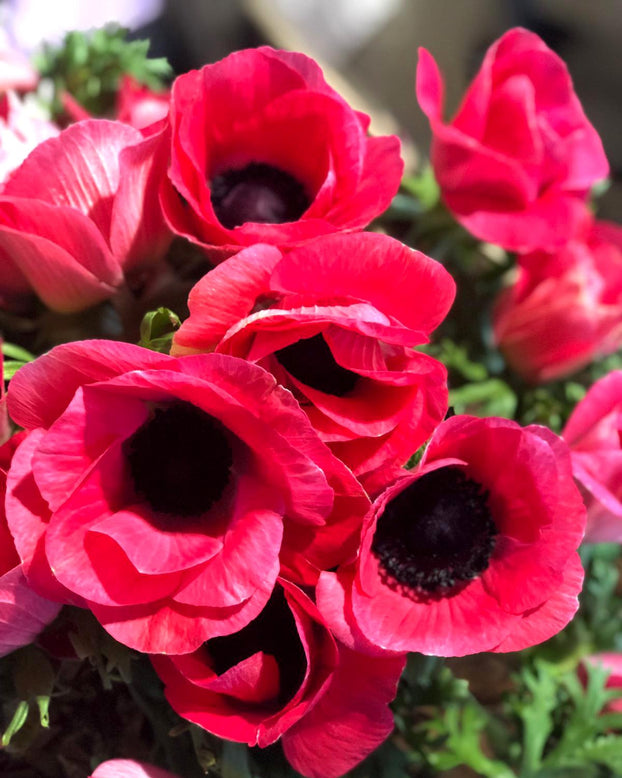 Anemone 'Mistral® Rosa Shocking'
