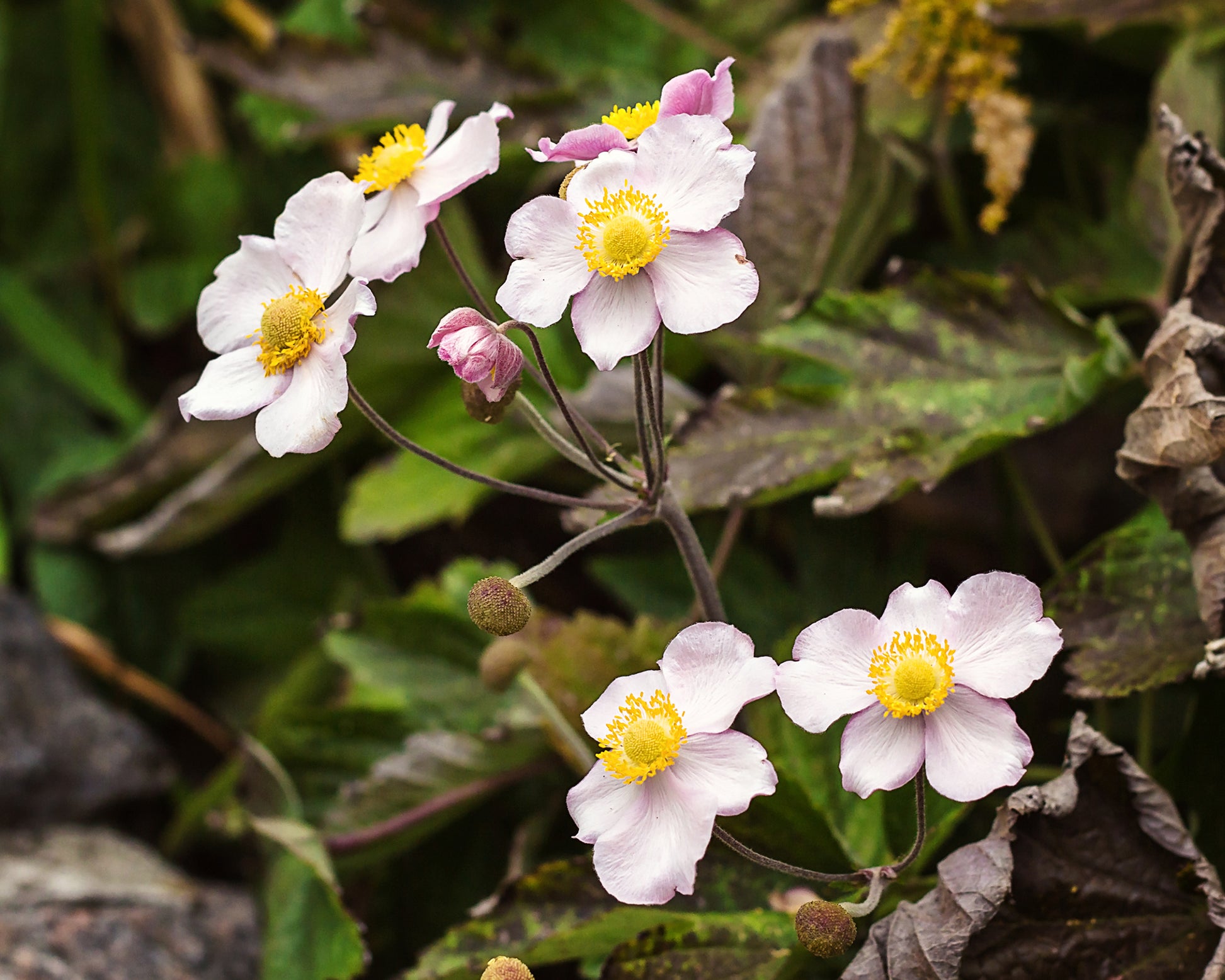 Anemone × hybrida 'September Charm' bare roots | Buy pink Japanese ...