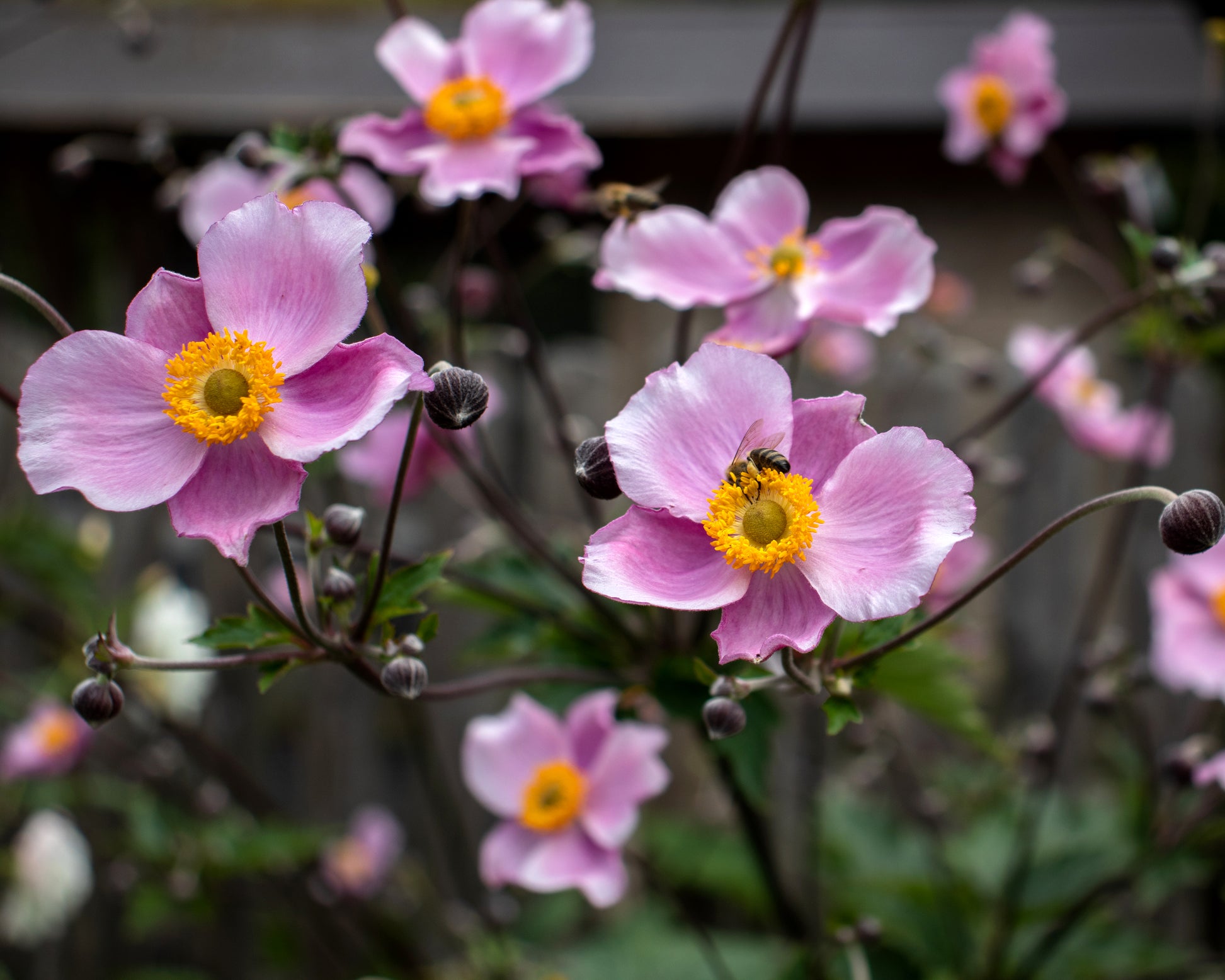 Anemone × hybrida 'September Charm' bare roots | Buy pink Japanese ...