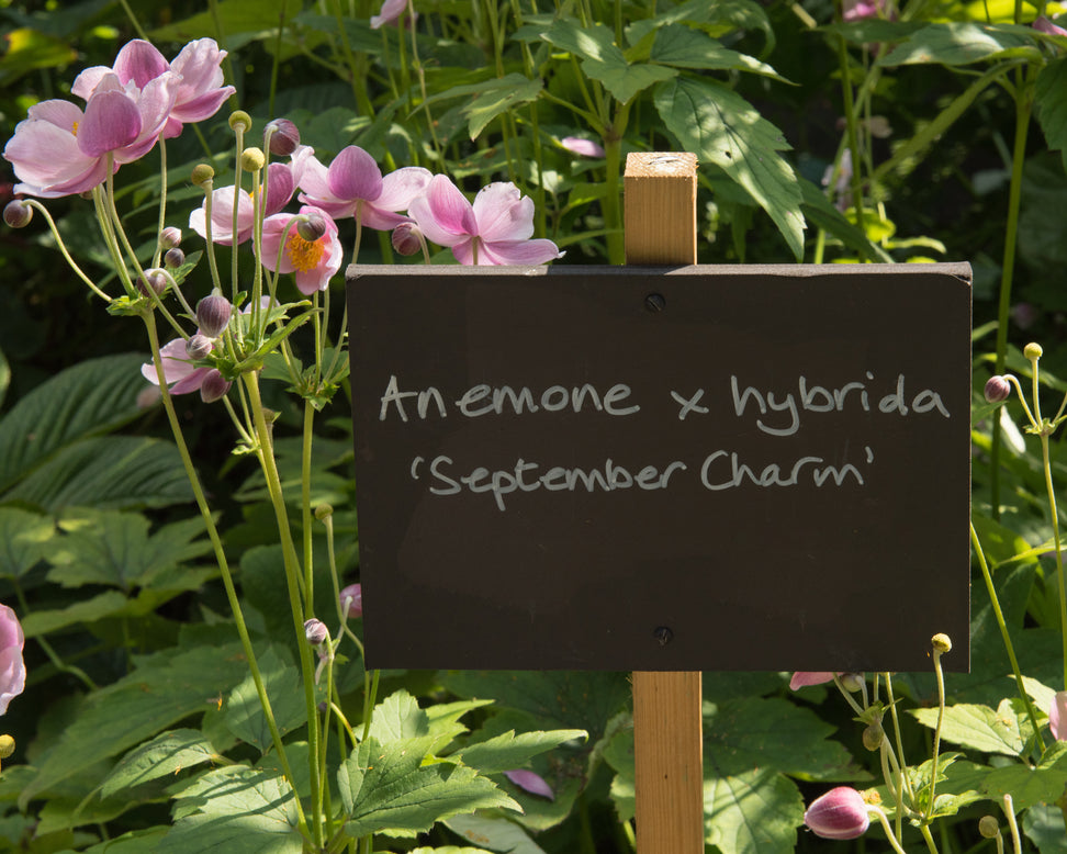 Anemone 'September Charm'