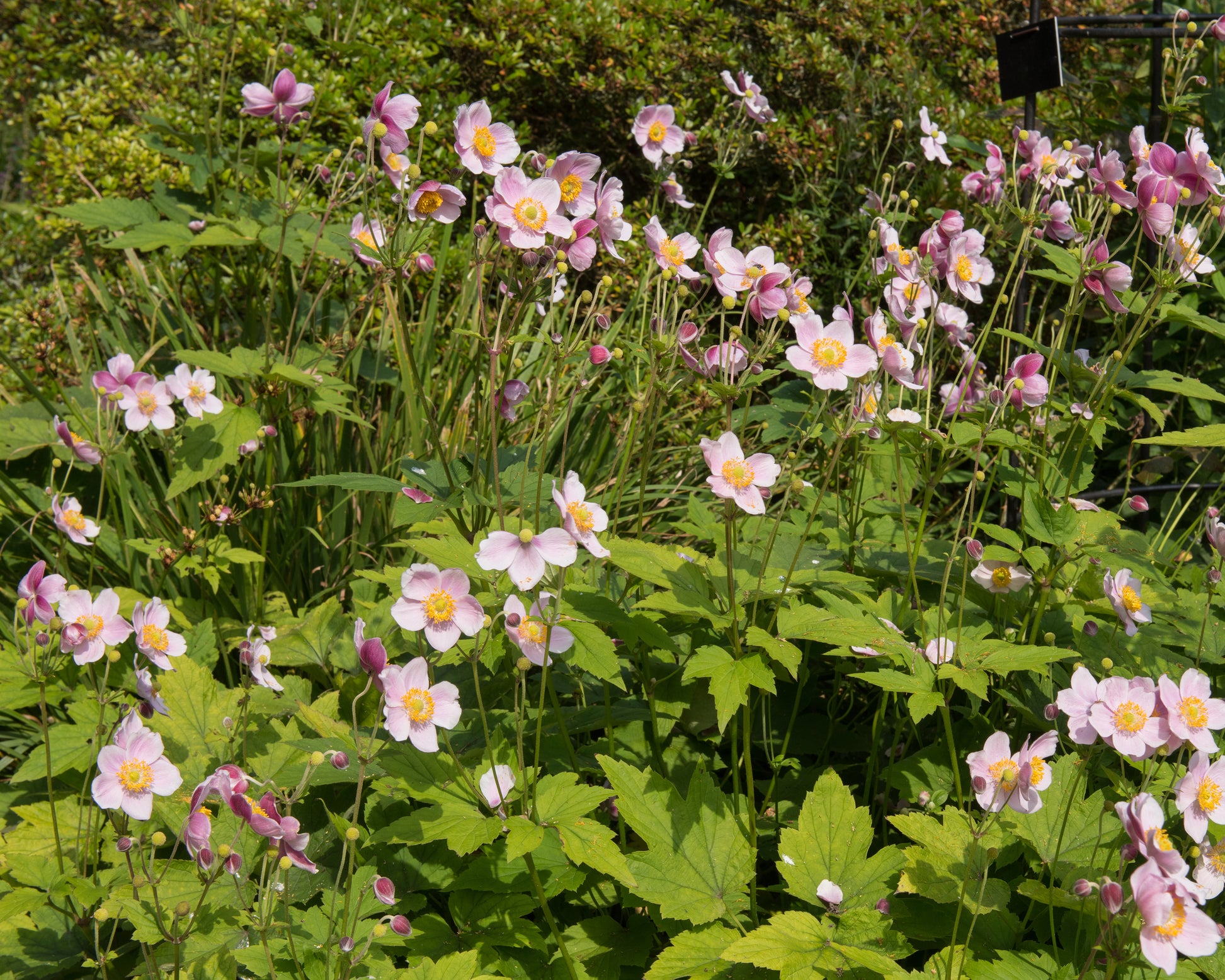 Anemone × hybrida 'September Charm' bare roots | Buy pink Japanese ...