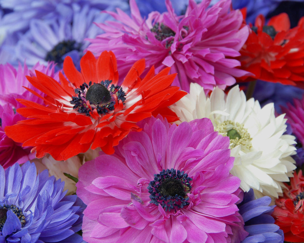 Anemone 'St Brigid'