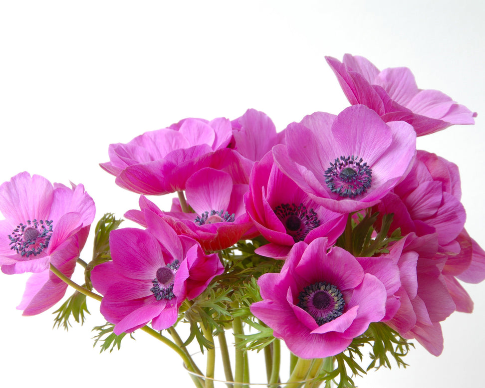 Anemone 'Sylphide'