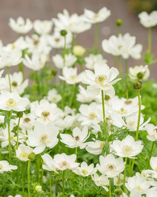 Anemone 'The Bride'